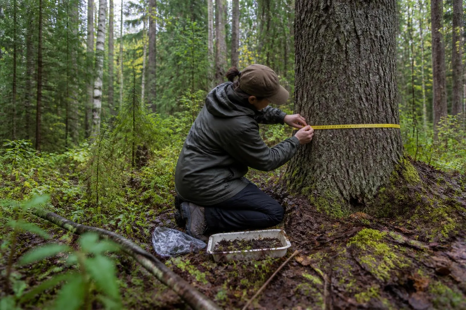 A forest ecologist measures the trunk of a mature tree during fieldwork